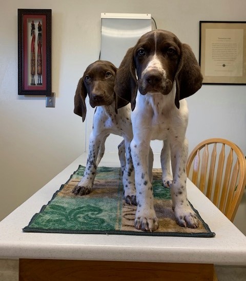 two dogs standing on a table