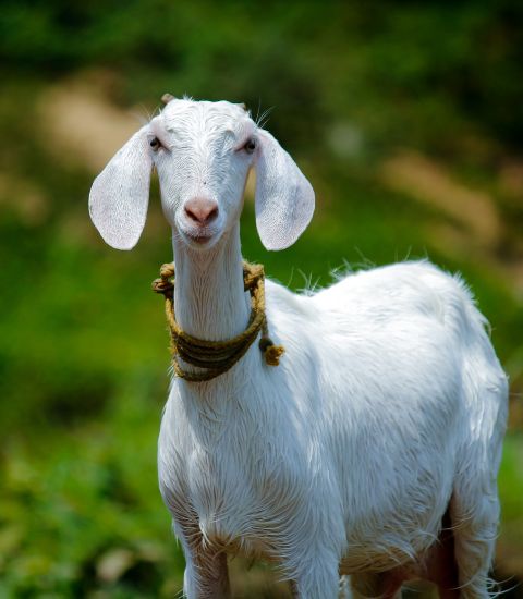 A white goat with a collar on its neck, standing in a field.