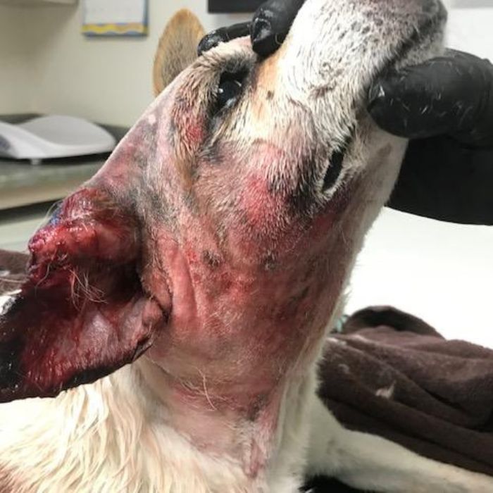 A dog with a large wound on its head, looking sad.