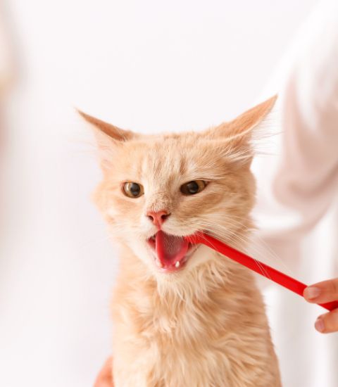 A person gently brushing the teeth of a cat, ensuring proper dental care