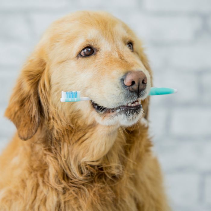 A dog holding a toothbrush in its mouth, ready for dental care.