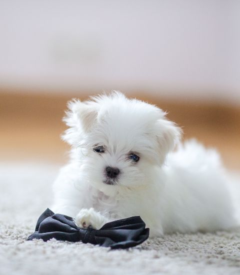 A small white puppy lying on the carpet