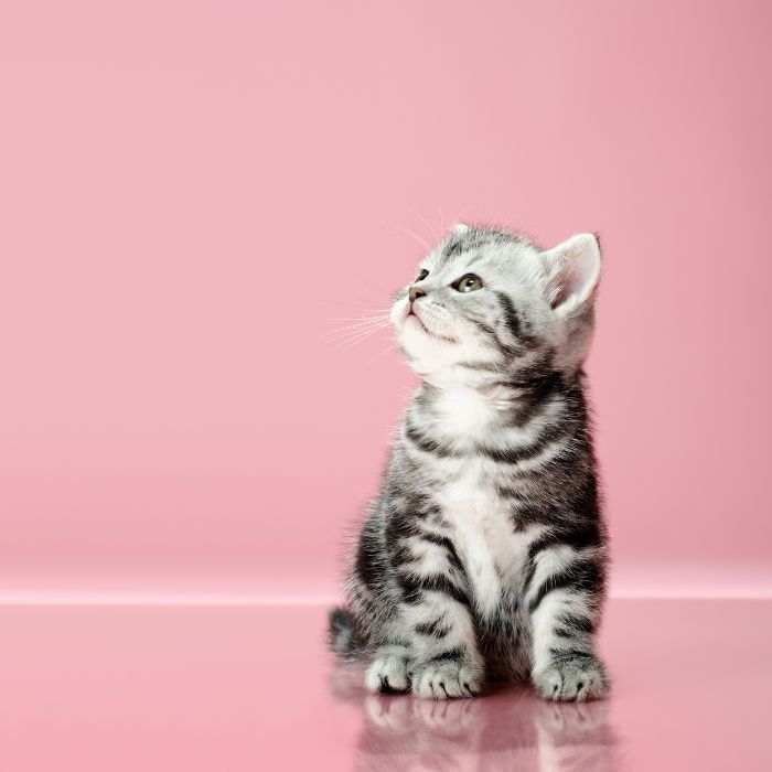 A cute kitten sitting on a pink background, gazing upwards.