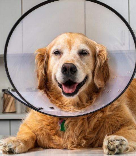 A dog wearing a cone on its head