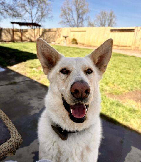 White dog with tongue out, relaxing on a patio.