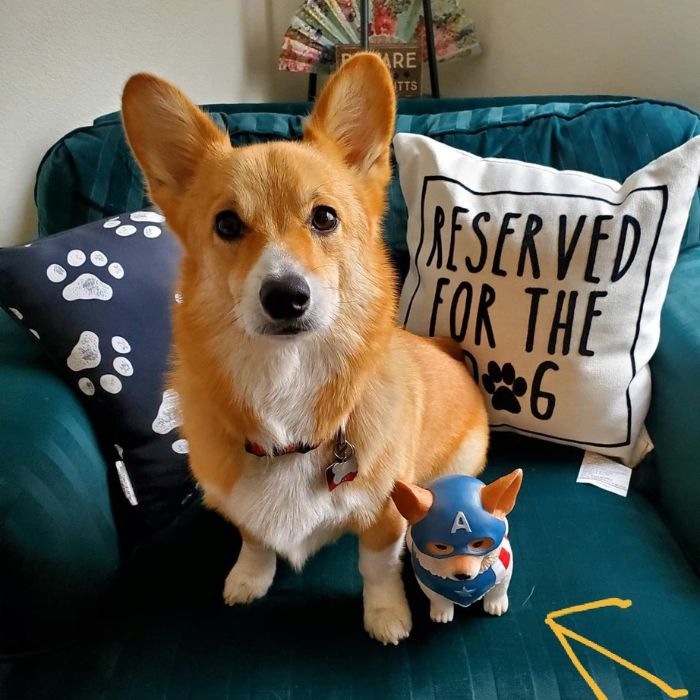 A cute corgi sitting on a green chair with a stuffed animal beside it.