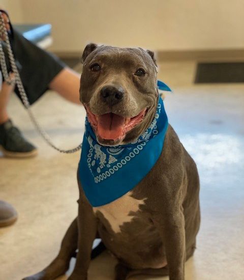 A smiling gray pit bull dog wearing a blue bandana sits on the floor