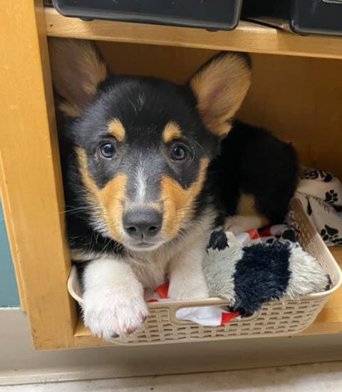 A cute tricolor Pembroke Welsh Corgi puppy with large ears