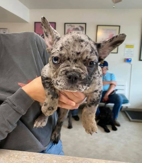 A person gently holds a small dog in a vet office